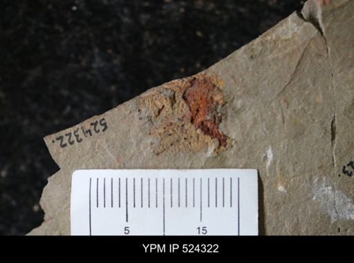 undet. Asterozoa