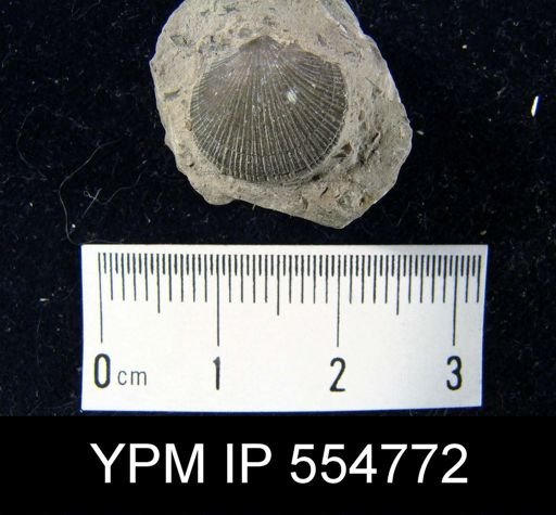 Rhipidomella uberis