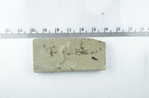 Orthoptera?