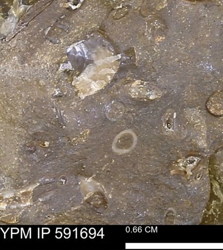 Serpulidae