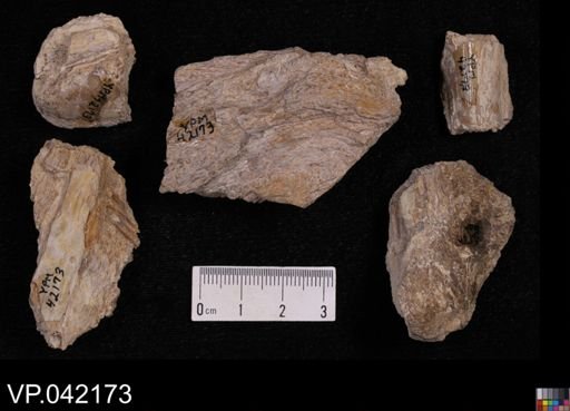 undet. Actinopterygii