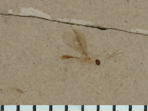 undet. Diptera