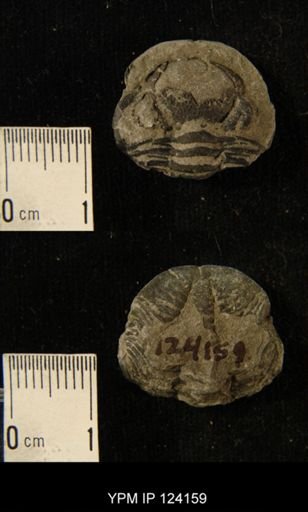 Phacops rana