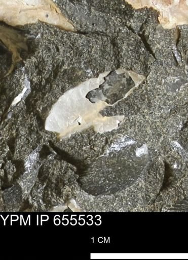 undet. Bivalvia