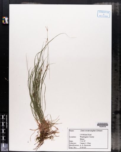 Plantae