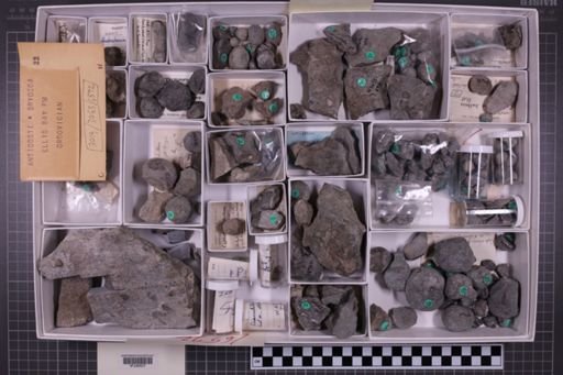 mixed taxa, stratigraphic collection