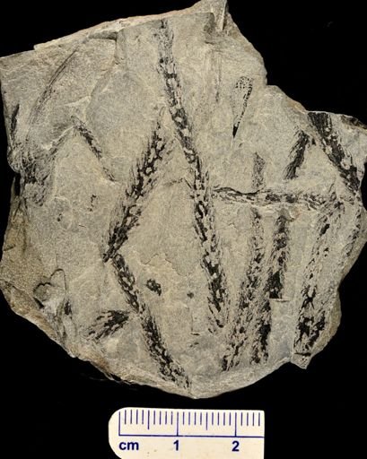 Lepidodendron sp.