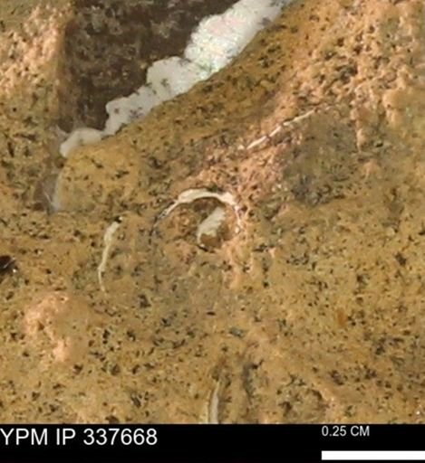 undet. Mollusca