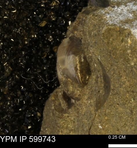 Protocardia subquadrata