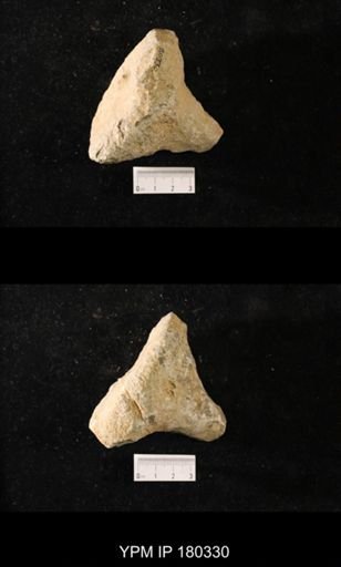 Anthaspidella sp.