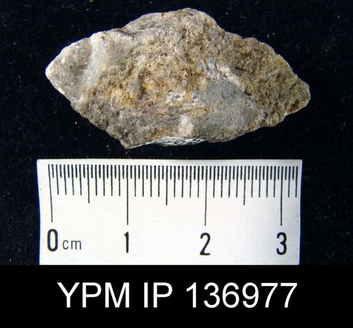 Nisusia cf. festinata