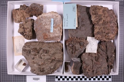 mixed taxa, stratigraphic collection