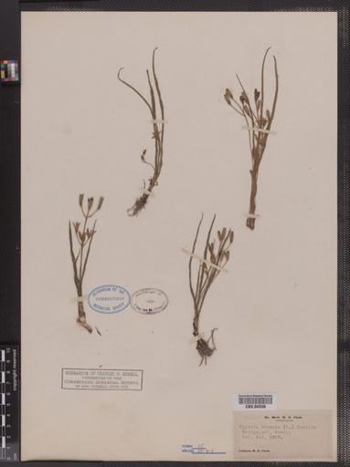 Hypoxis hirsuta