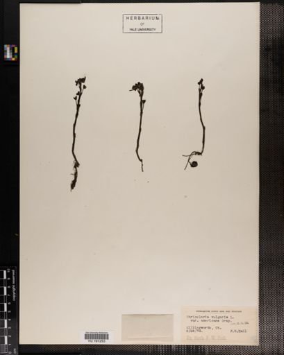 Plantae
