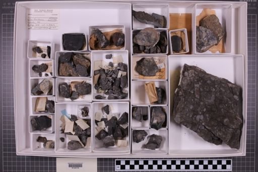 mixed taxa, stratigraphic collection