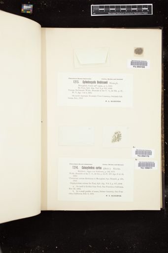 Cylindrocystis brebissonii