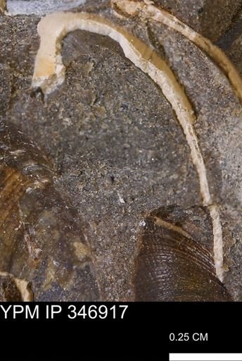 Limopsis striatopunctatus