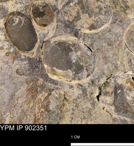 Baculites