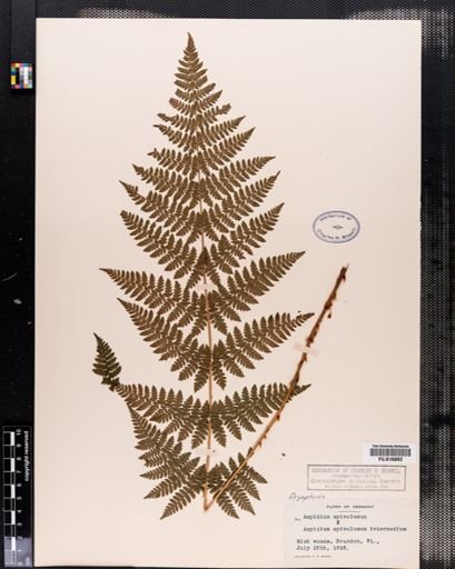 Plantae