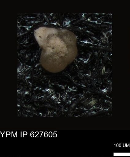 undet. Foraminiferida