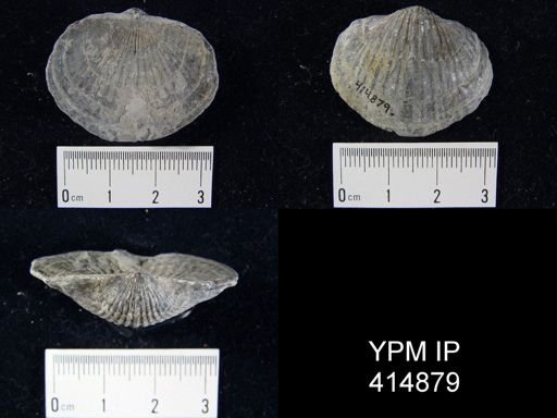 Tropidoleptus carinatus