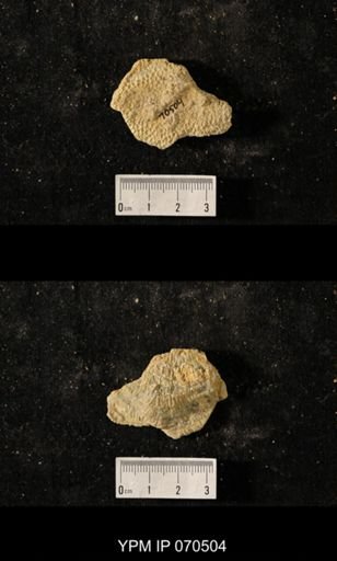Favosites louisvillensis