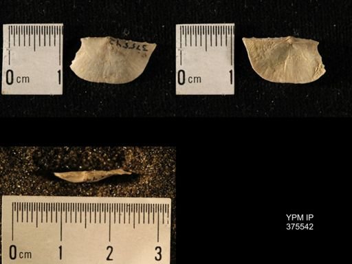 Chonetes granulifer