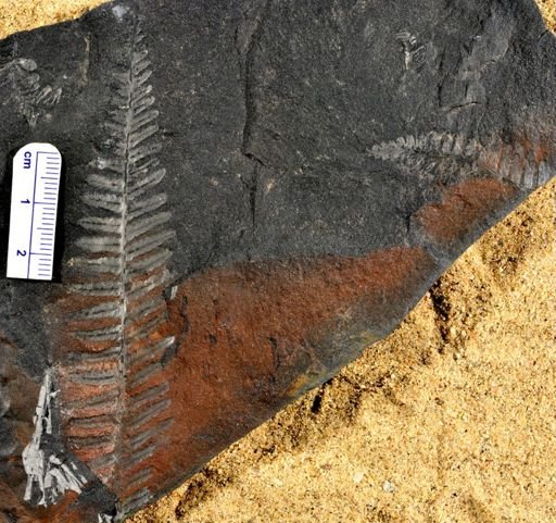 Pecopteris sp.