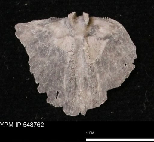 Stropheodonta perplana