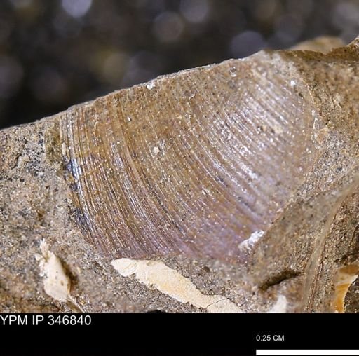 Limopsis striatopunctatus
