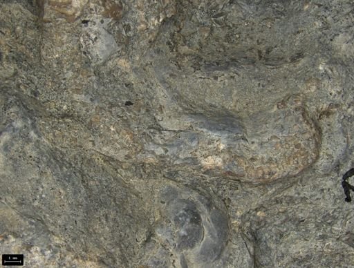 Aplocoma damesii