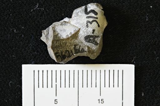 Oxytoma (Hypoxytoma)