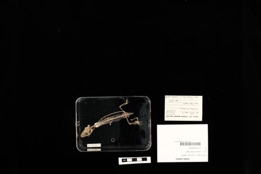 Gekko vittatus