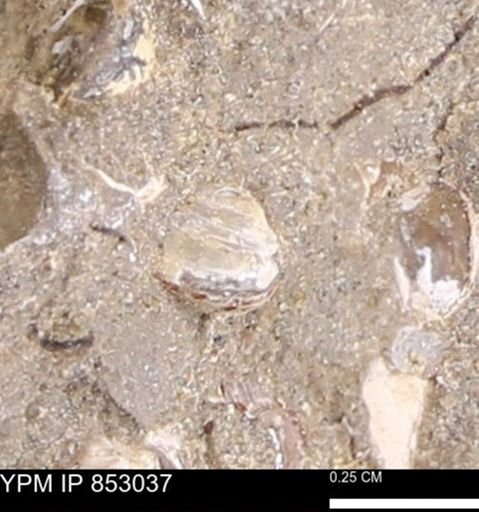Limopsis striatopunctatus
