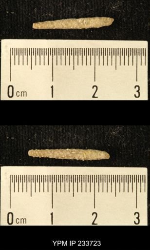Archaeocidaris sp.