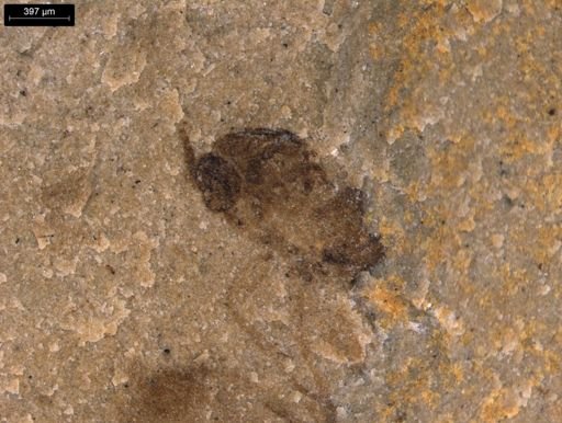 taxon undetermined