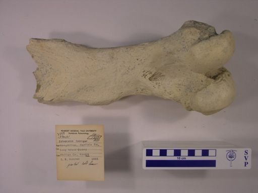 Teleoceras fossiger