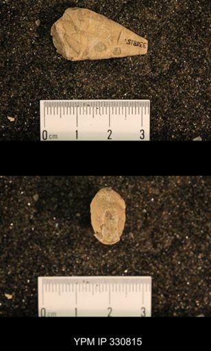 Meekospira peracuta choctawensis