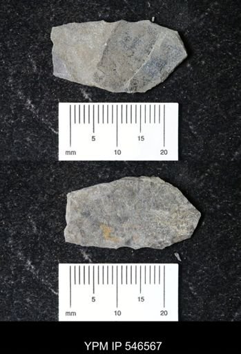 undet. Eurypterida