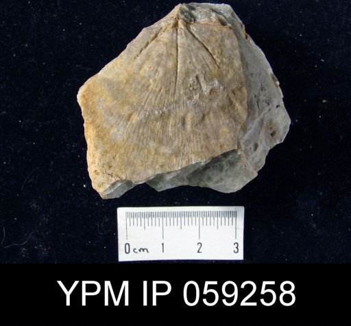 Stropheodonta blainvillei