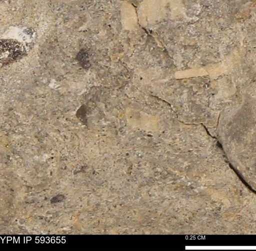 undet. Mollusca