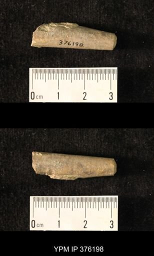 Pseudorthoceras knoxense