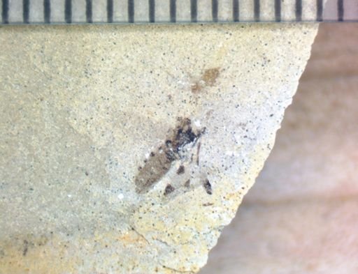 undet. Hemiptera