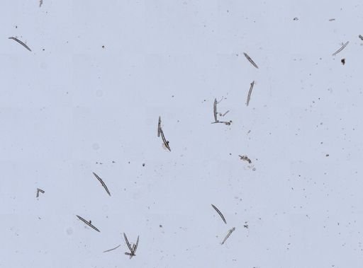 Ephydatia muelleri