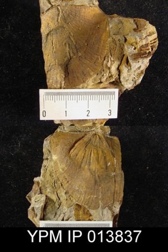 Stropheodonta gigas