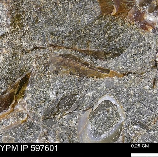 undet. Mollusca