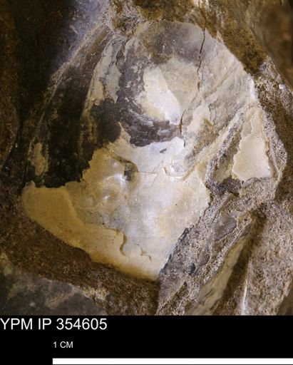 Pseudoptera subtortuosa