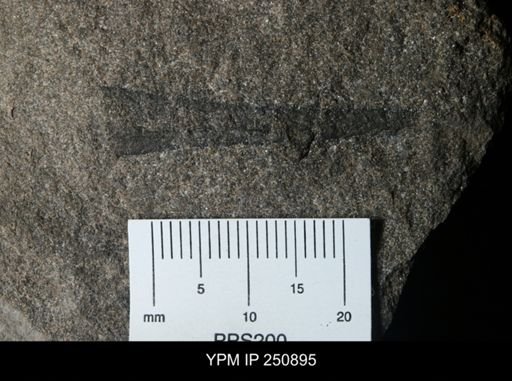 undet. Eurypterida