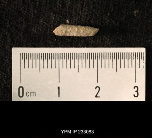 Archaeocidaris sp.
