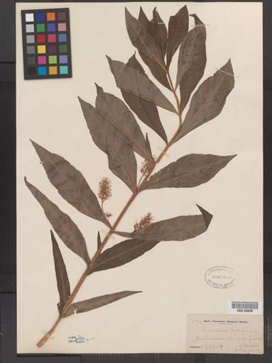 Plantae